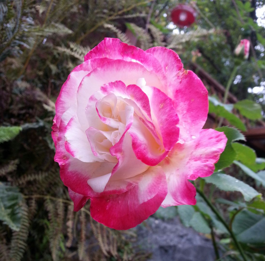  photo 20140902_160924-1_zpswz4tuep2.jpg